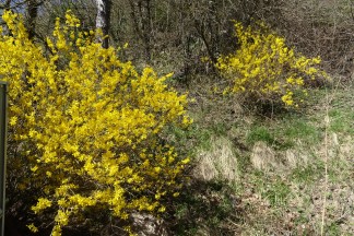 Forsythia